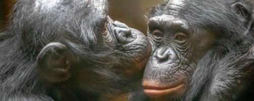 bonobo fot. Ralph Lear / Alamy / BE&W