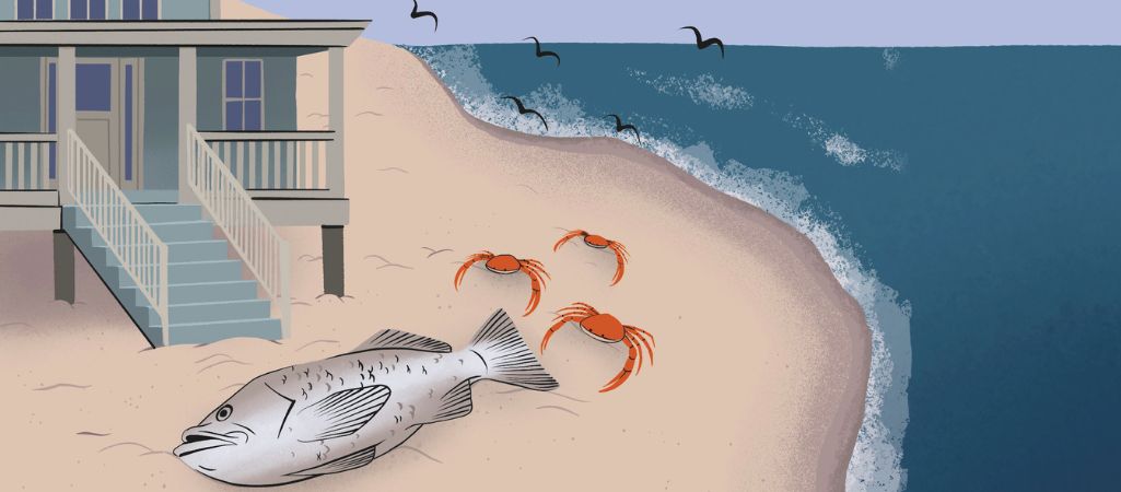Zostawiłyśmy go&nbsp;krabom — ilustracja